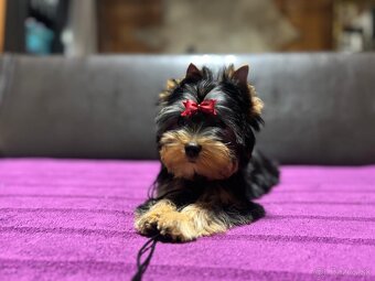 Yorkshire terrier s Preukazom pôvodu FCi - 6