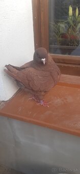 Americký King 2024. - 6