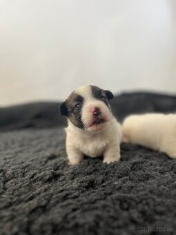 Jack Russell Terrier s pp - 6