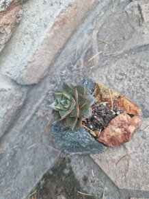 Echevereria purpusorum v skalke - 6