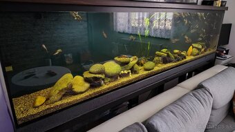 velke akvarium 380L - 6