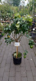 citrusy a palmy - 6