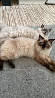 Ragdoll Mačka - 6