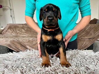 Doberman s PP FCI - 6
