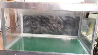predám akvárium - 6