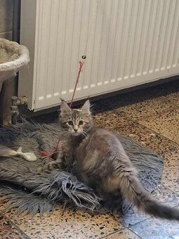 Mainska myvalia, MCO - 6