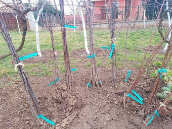 Ovocne stromceky - 6