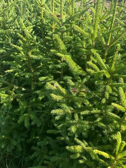 Predám krásne smreky a jedle.🌲 - 6