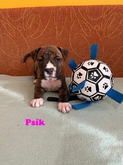 Americky Stafordšírský Terier šteniatka - 6