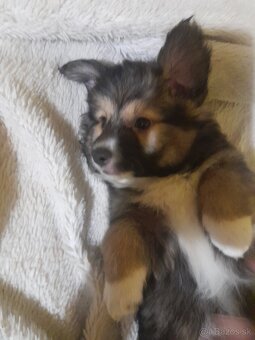 Darujem do dobrých rúk - 6