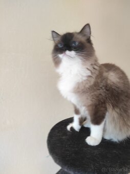 Ragdoll mačka - 6