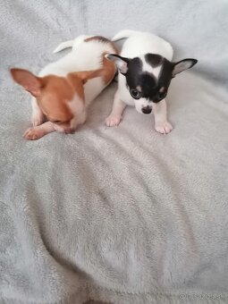 Čivava krátkosrstá - 6