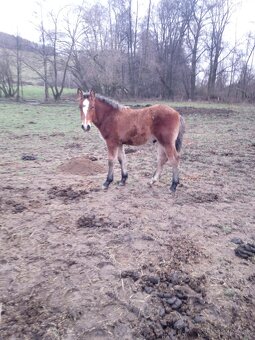 Predám ťažné zriebata - 6