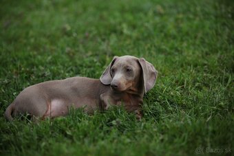 Jazvečík trpaslicip krátkosrsty - 6