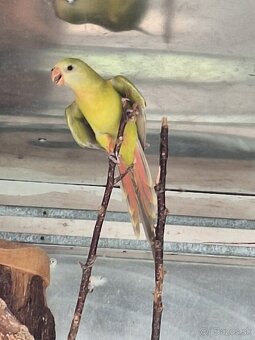 Papagáj nádherný škorica - 6