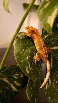 Pagekon riasnaty - 6