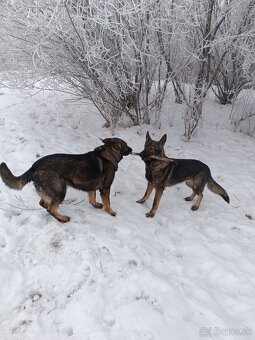 Nemecký ovčiak - 6