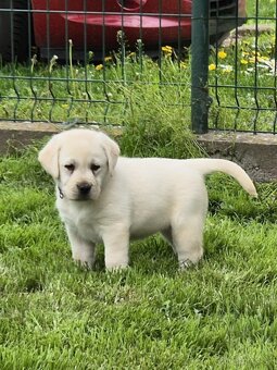 Labrador s PP - 6