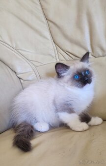Ragdoll koťátka bez PP - 6