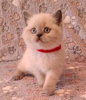 Britské mačiatká - 6