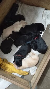 Šteniatka labradora - 6