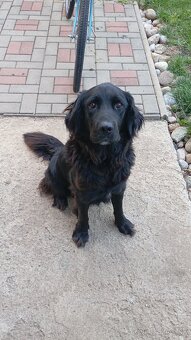 Šteniatka labradora - 6