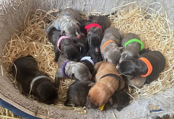 Americký stafordsirsky terier, Stafford, amstaf - 6