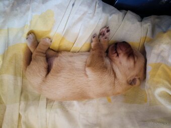 Šteniatka zlatý retriever - 6