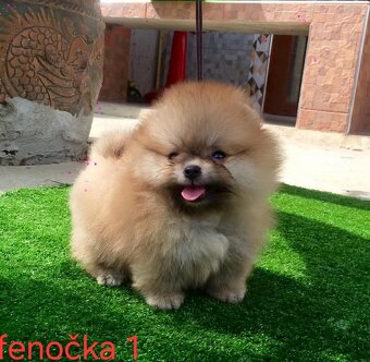 Pomeranian mini - 6