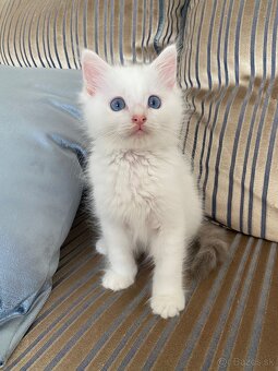 Ragdoll bez pp - 6
