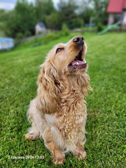 Anglický kokeršpaniel s rodokmeňom - 6