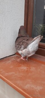 Americký King 2025 Samec. - 6