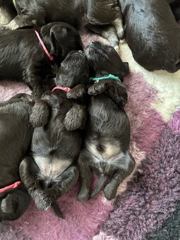 Bradáč malý - šteniatka s PP - 6