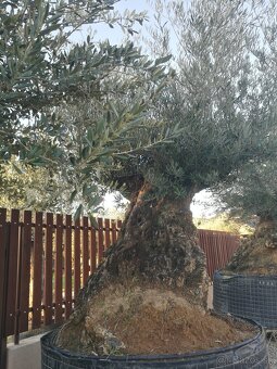 Olivovník bonsai - 6