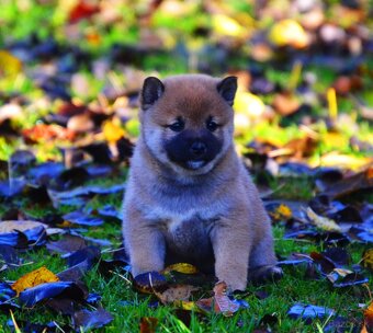 SHIBA INU - nádherne veselé šteniatka - 6
