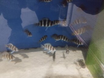 Cyphotilapia Frontoza Burundi - 6