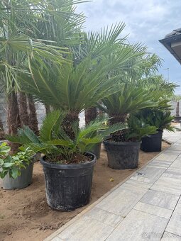🌴Predám palmy Trachycarpus Fortune - 6