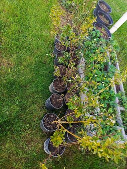 Ilex blue prince - 6