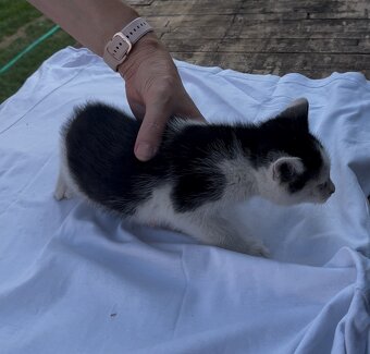Darujeme krásne mačiatka do dobrých rúk 🐾 - 6
