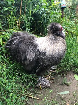 Kohut velka EU hodvabnicka - 6