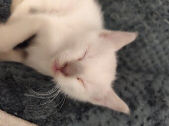 Siamské mačiatka na predaj (typ: Thai Ratana Eye Siami) - 6