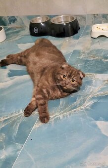 Škótske mačiatka s PP/F.TICA 25 - 6