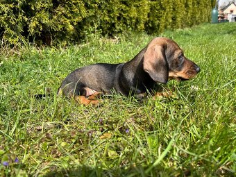 Jezevčík drsnosrstý trpasličí/králičí - 6