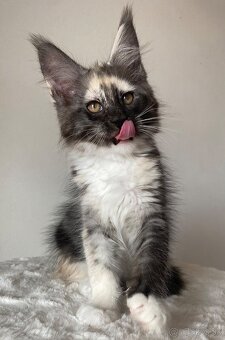 Mainská mývalia, Maine Coon , MCO s PP - 6