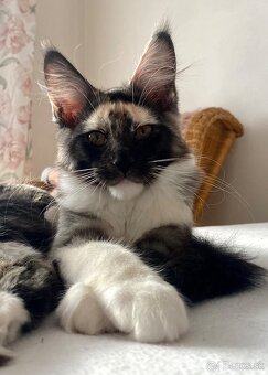 Mainská mývalia, Maine Coon , MCO s PP - 6