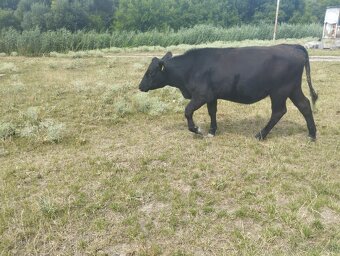 Aberden Angus jalovica a byki 2 kusy - 6