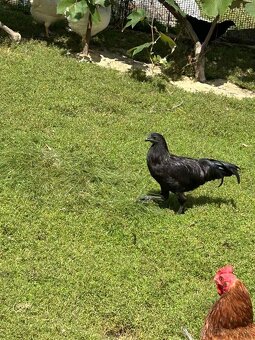 Predám Kohúty a sliepky AYAM CEMANI - 6