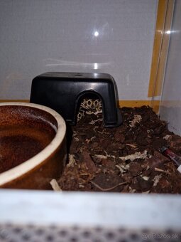 Had Heterodon Nacisus - 6