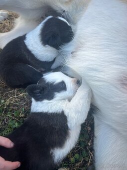 Stredoázijský ovčiak - 6