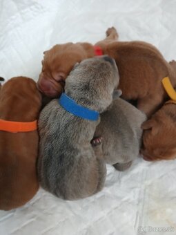 Luxusní stěňata šarpej, sharpei shar pei s PP - 6